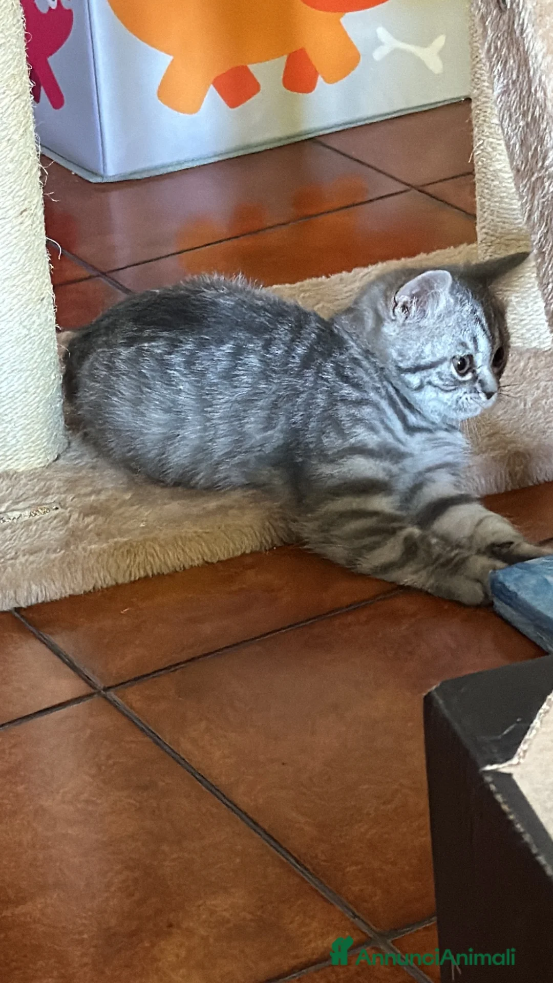 Scottish gatti in vendita: Gattina schottish bianca tigrata grigia  - Annuncio 1