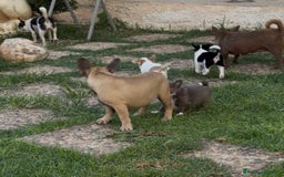 Bulldog Francese cani in vendita: Bulldog francese femmina fulva a Città metropolitana di Milano - Immagine 5