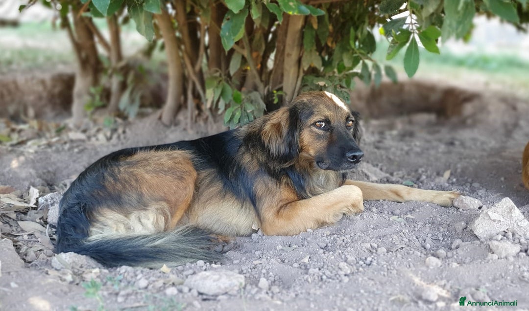 Meticcio cani in regalo: Cesare,un futuro da riscrivere col cuore a Pomezia - Annuncio 3