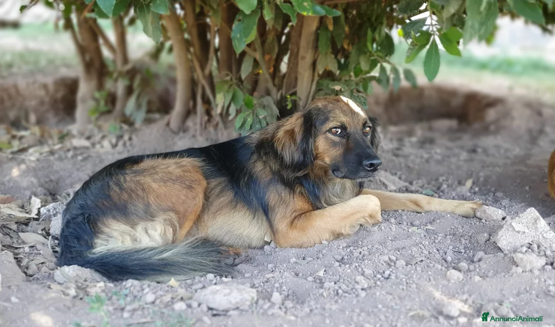 Meticcio cani in regalo: Cesare,un futuro da riscrivere col cuore a Pomezia - Annuncio 3