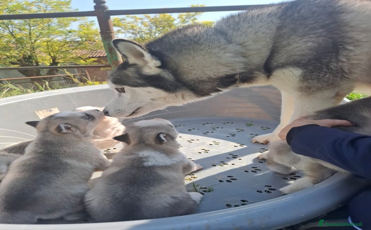 Husky cani - Annuncio 2