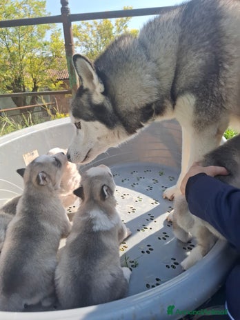 Husky cani - Annuncio 2