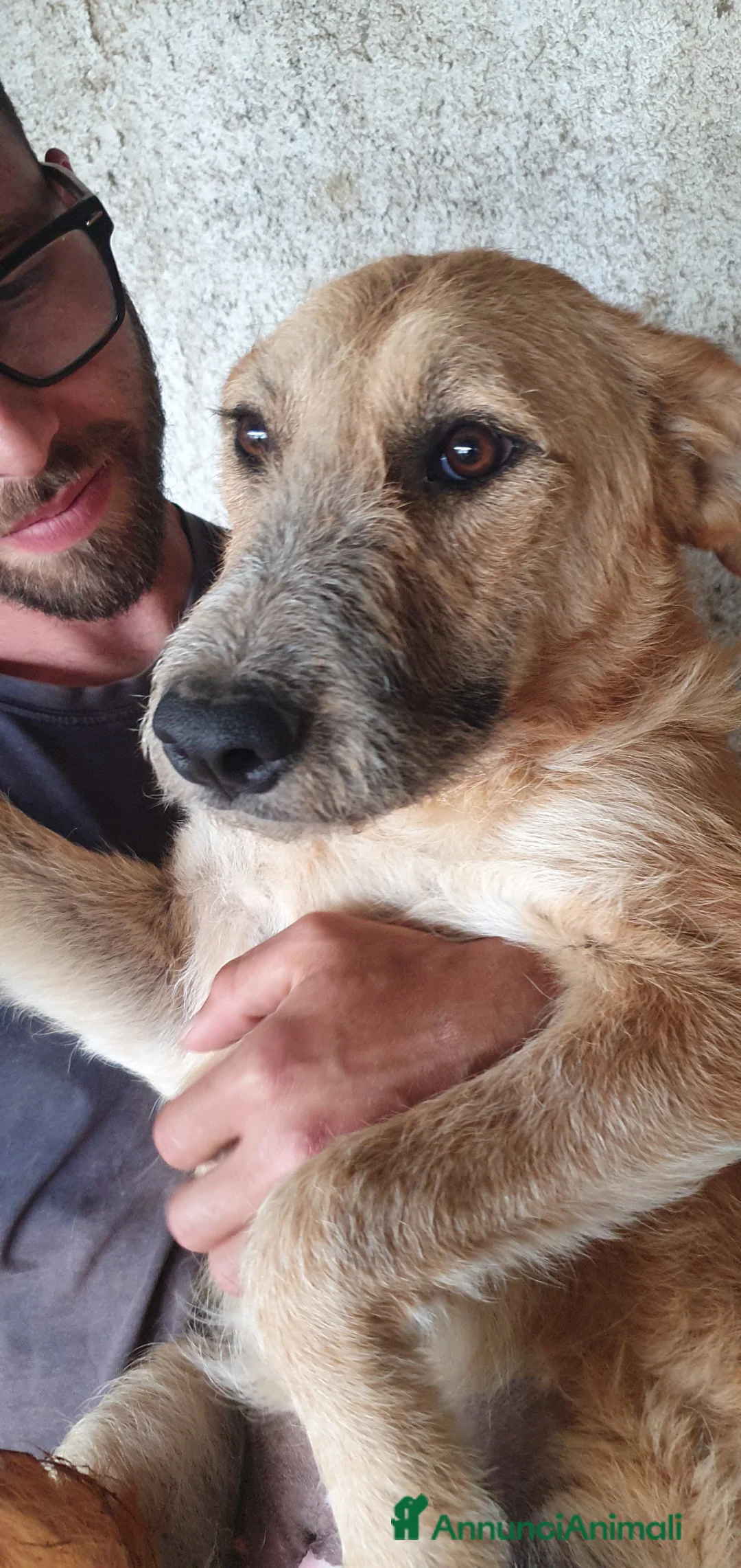 Meticcio cani in regalo: Arya, meticcia in canile a catania - Annuncio 2