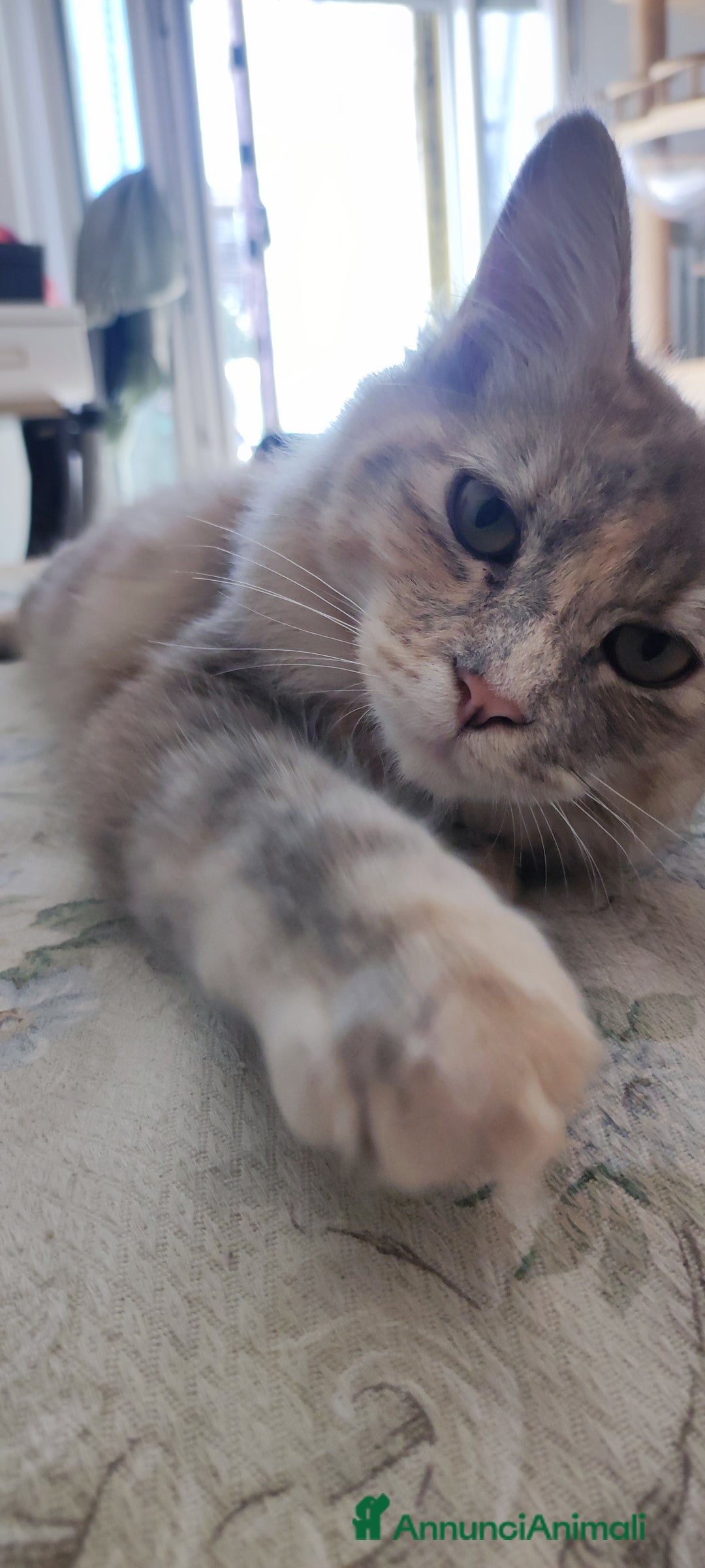 Norvegese gatti in vendita: Norvegese nero e calico - Annuncio 7