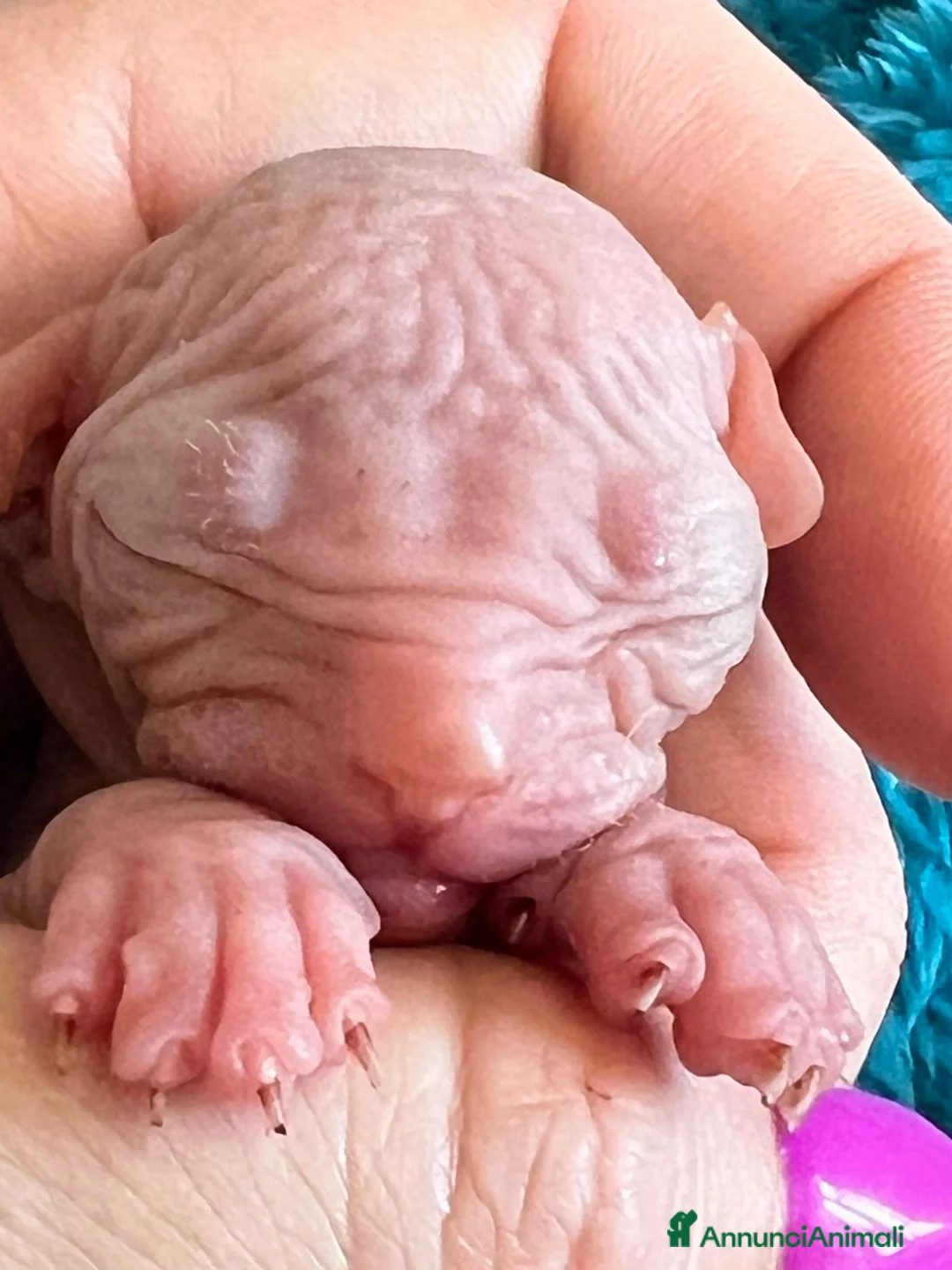 Sphynx gatti in vendita: Sphynx cuccioli a Città metropolitana di Roma Capitale - Annuncio 2