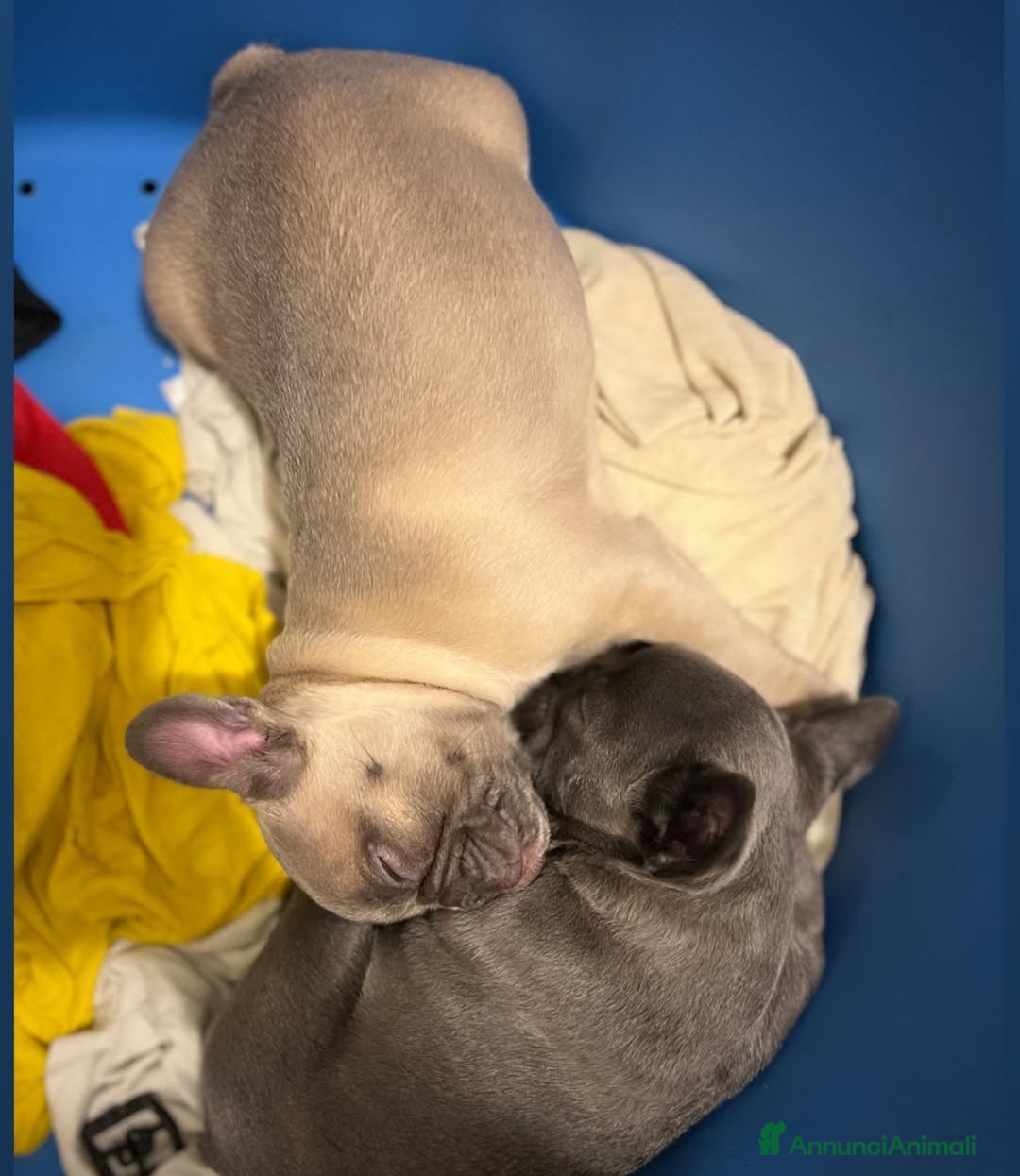 Bulldog Francese cani in vendita: Bulldog blue - Annuncio 3