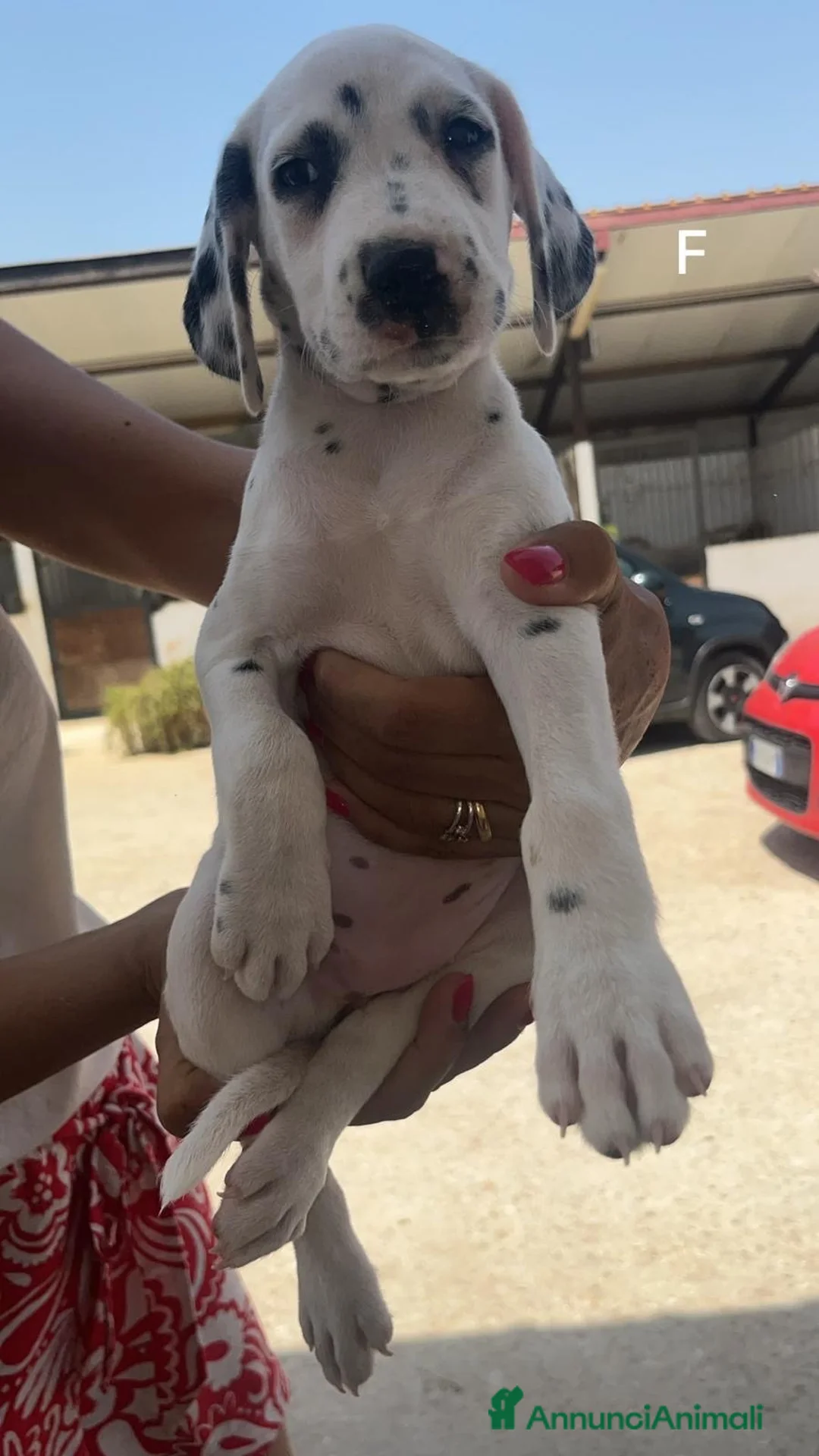 Dalmata cani in vendita: Cuccioli di Dalmata Puri a Città Metropolitana di Bari - Annuncio 4