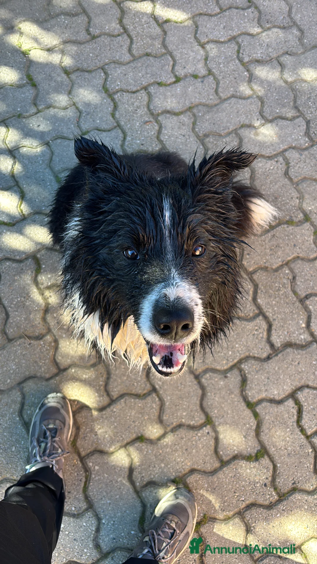 Border Collie cani per accoppiamento: Border collie maschio per accoppiamento  - Annuncio 2