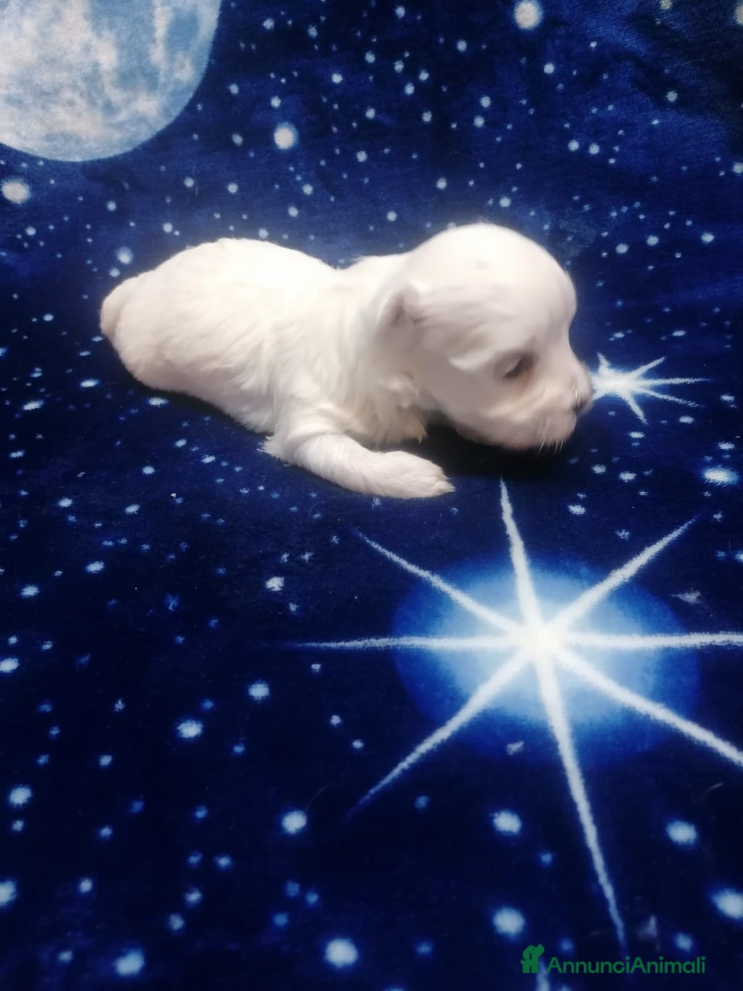 Maltese cani in vendita: Maltese cuccioli - Annuncio 15