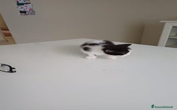 Ragdoll gatti in vendita: Incrocio ragdoll gatti a Città metropolitana di Catania - Immagine 4