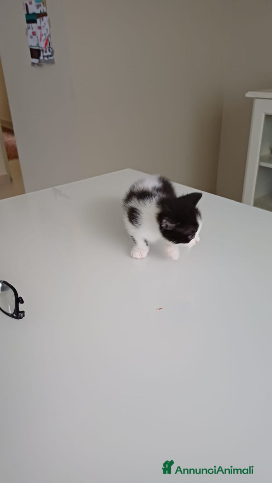 Ragdoll gatti in vendita: Incrocio ragdoll gatti a Città metropolitana di Catania - Immagine 4