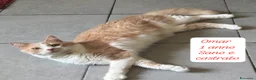 Meticcio gatti in regalo: Urgenti famiglie per questi gattini  a Provincia di Monza e della Brianza - Annuncio 2