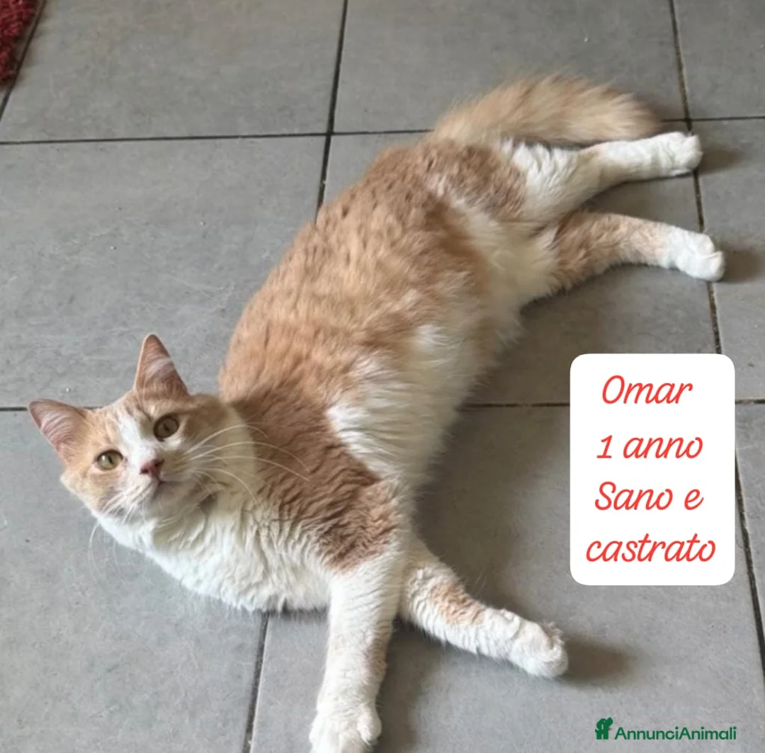 Meticcio gatti in regalo: Urgenti famiglie per questi gattini  a Provincia di Monza e della Brianza - Annuncio 2