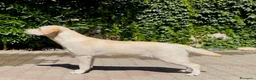 Labrador cani in vendita: Cucciolona con pedigree di 14 mesi a Città Metropolitana di Torino - Annuncio 4