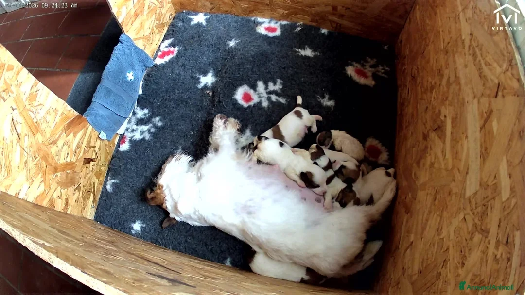 Jack Russell cani in vendita: Cucciolata jack Russell pelo ruvido pedigree - Annuncio 12
