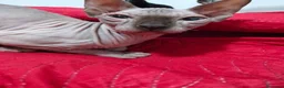 Sphynx gatti in vendita: Gatto Sphynx  - Annuncio 2