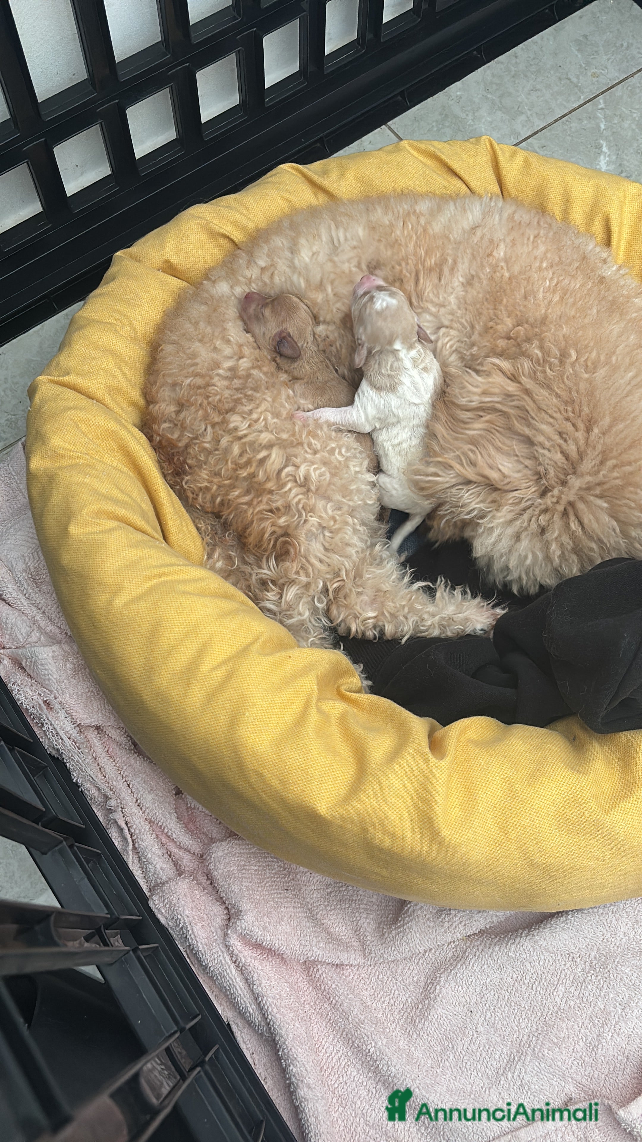 Barboncino cani Barboncine - Annuncio 18