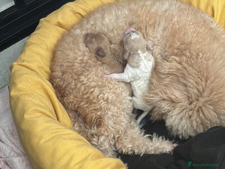 Barboncino cani Barboncine - Annuncio 14