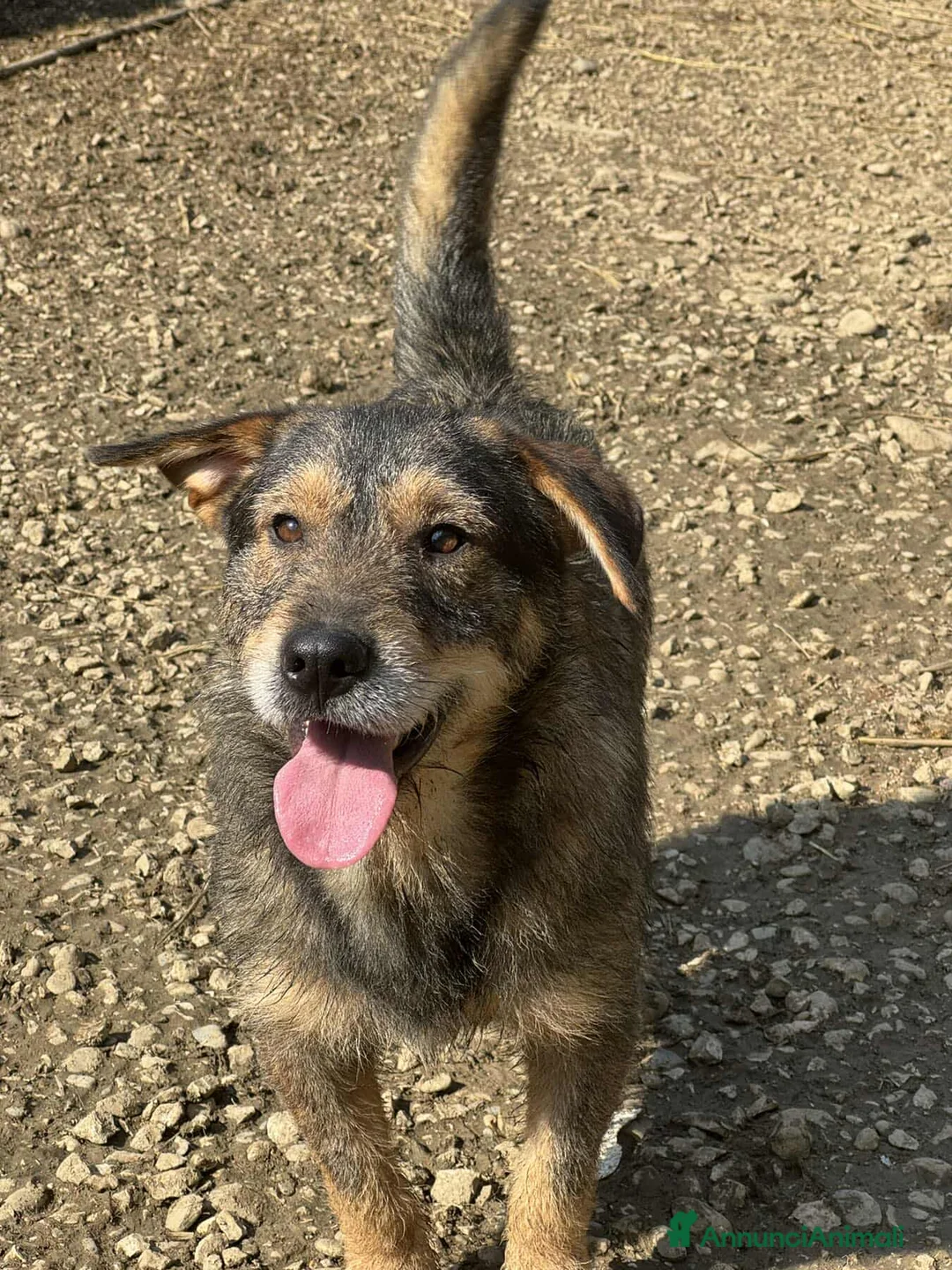 Meticcio cani in regalo: BACON, terrier SUPER SIMPATICO E COCCOLONE! - Annuncio 2