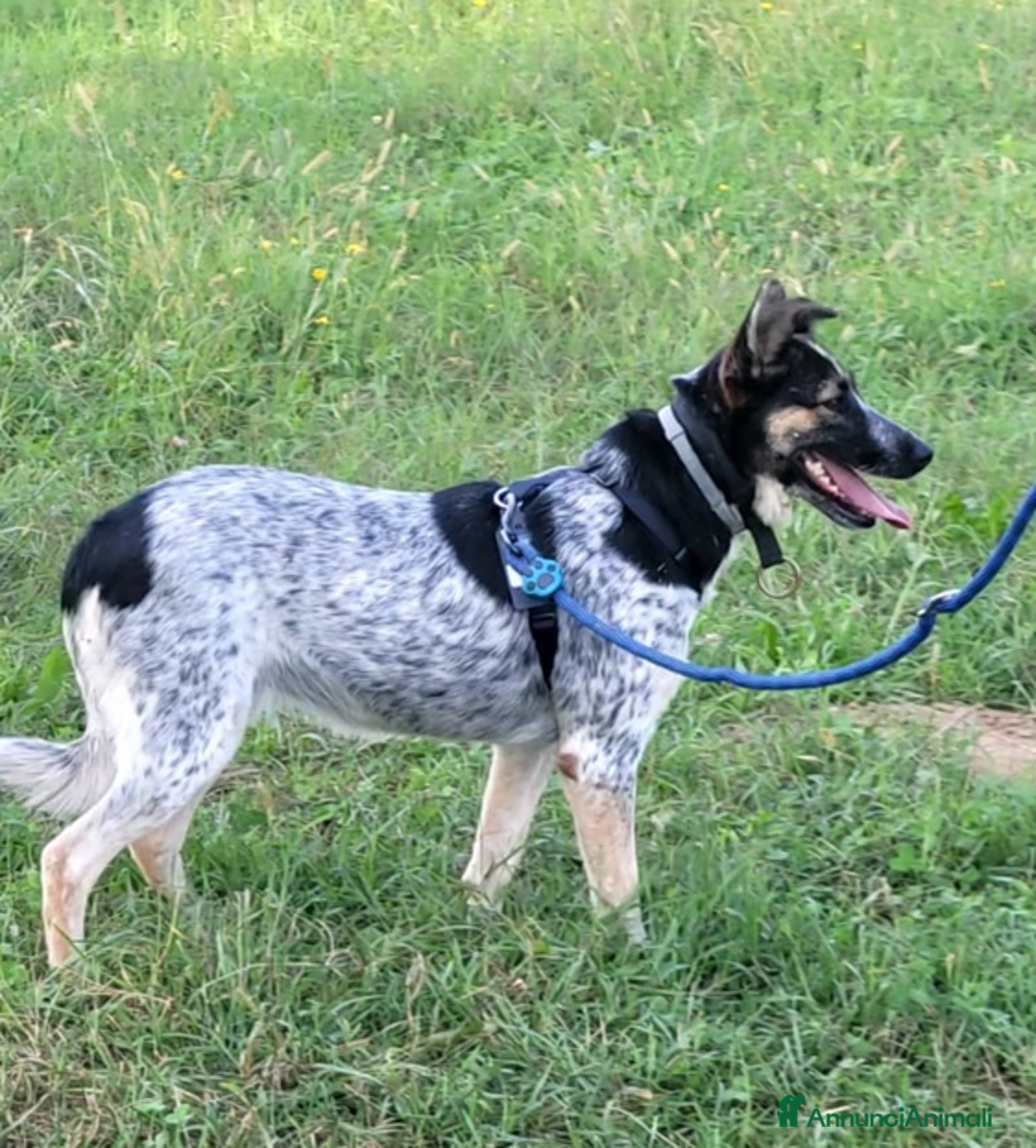 Meticcio cani in regalo: Splendida meticcia - DIVY a Città metropolitana di Milano - Annuncio 3