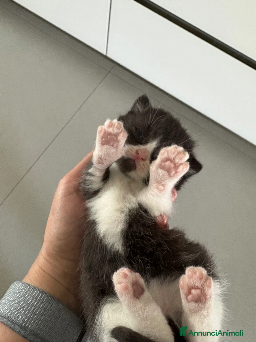 British gatti in vendita: British Shorthair  - Annuncio 2