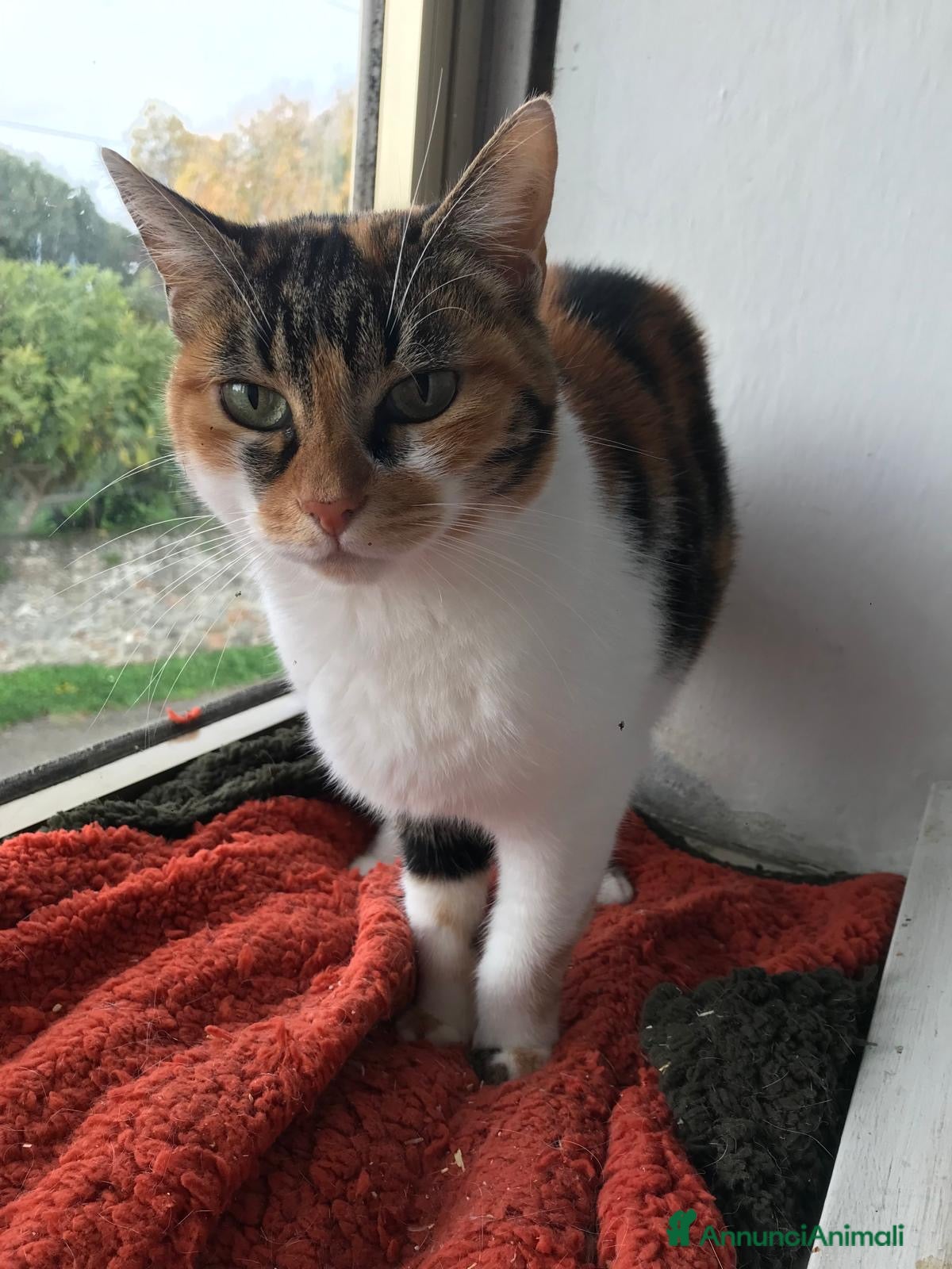 Europeo gatti cucciola 10 mesi cerca casa❤️ - Annuncio 28