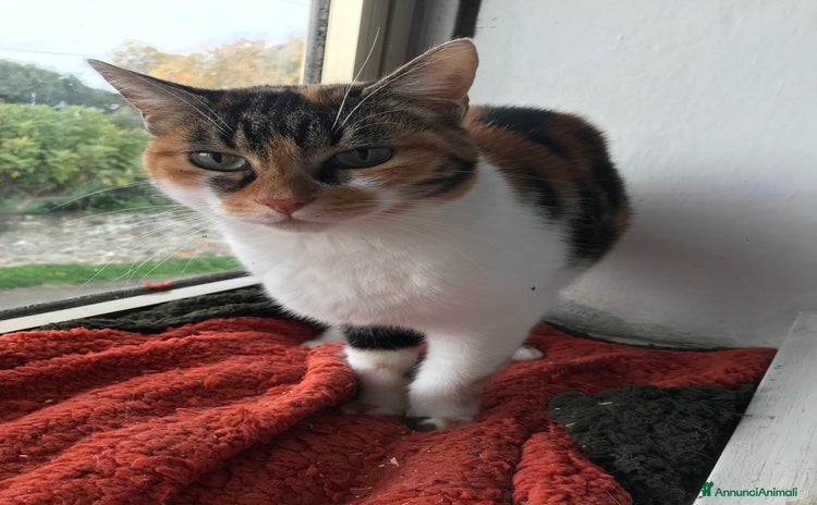 Europeo gatti - Annuncio 9