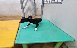 Meticcio cani in regalo: Beatrice: cucciolotta taglia contenuta socievole  a Città Metropolitana di Genova - Immagine 22