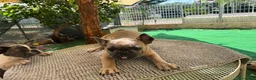 Bulldog Francese cani in vendita: Cucciola bulldog francese  - Annuncio 3