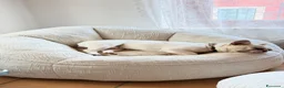 Bulldog Francese cani in regalo: Bulldog francese di un anno  a Provincia di Verona - Annuncio 2
