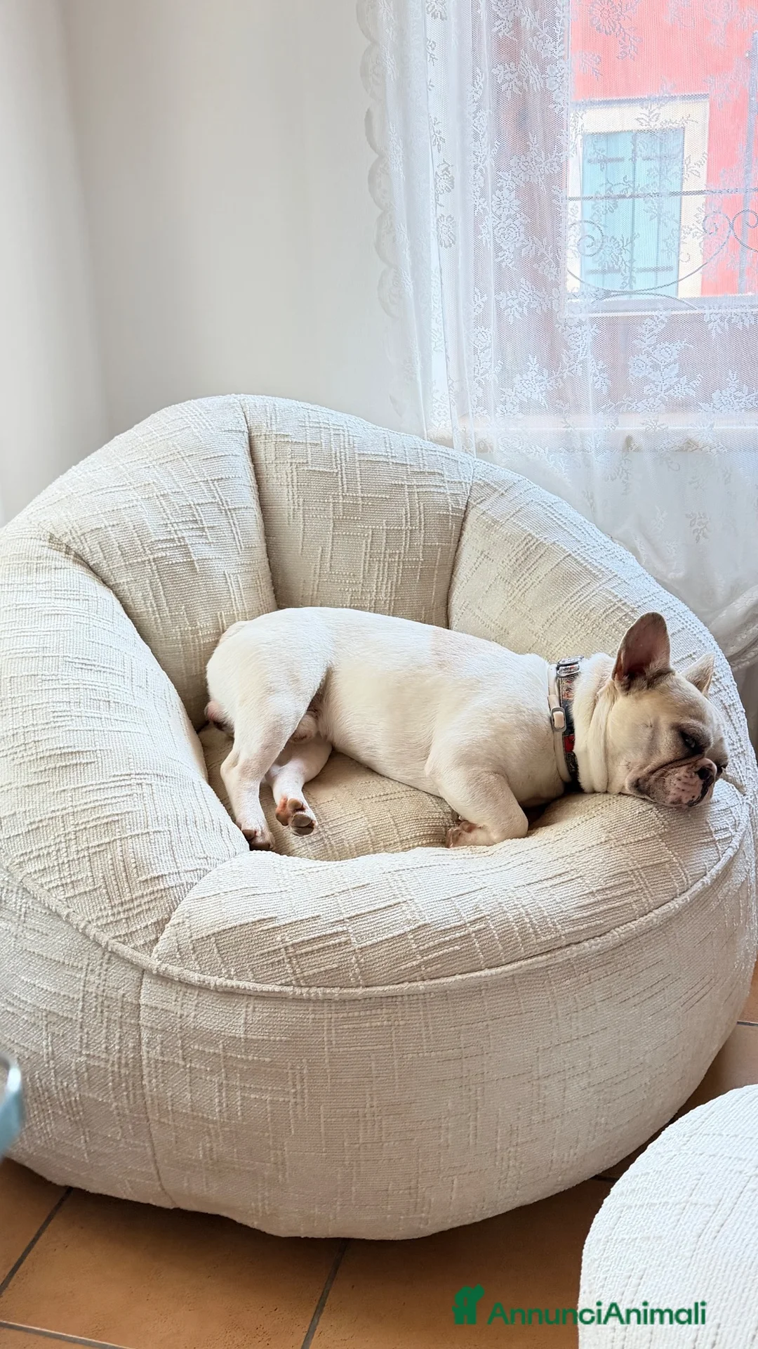 Bulldog Francese cani in regalo: Bulldog francese di un anno  a Provincia di Verona - Annuncio 2