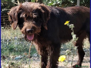 Meticcio cani SPELACCHIO merita una vita serena - Annuncio 4