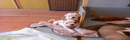 Bulldog cani in vendita: Cucciolo American bulldog  - Annuncio 25