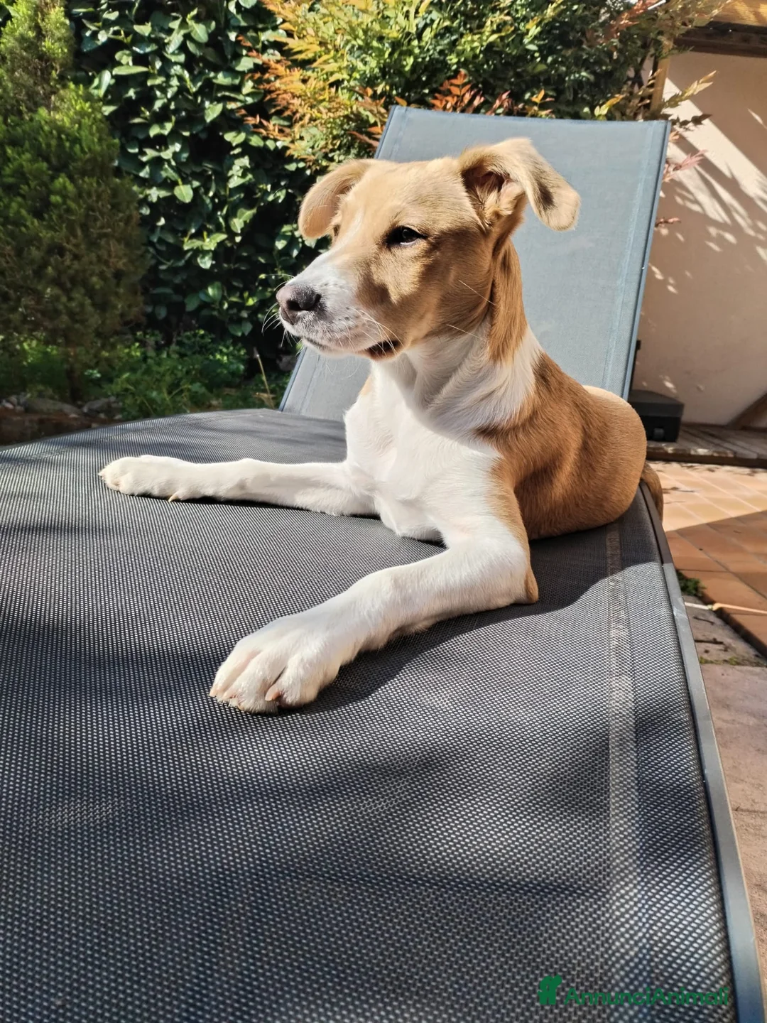Meticcio cani per accoppiamento: Spike cerca fidanzatina - Annuncio 1