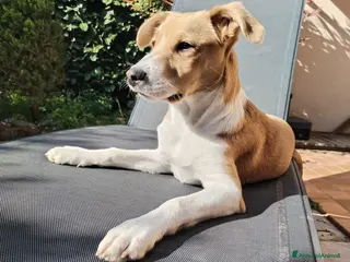 Meticcio cani Spike cerca fidanzatina - Annuncio 1