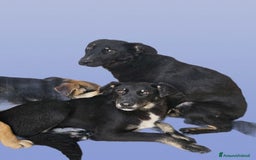 Meticcio cani in regalo: Luigi: timido, docile, socievole  a Città Metropolitana di Genova - Immagine 13