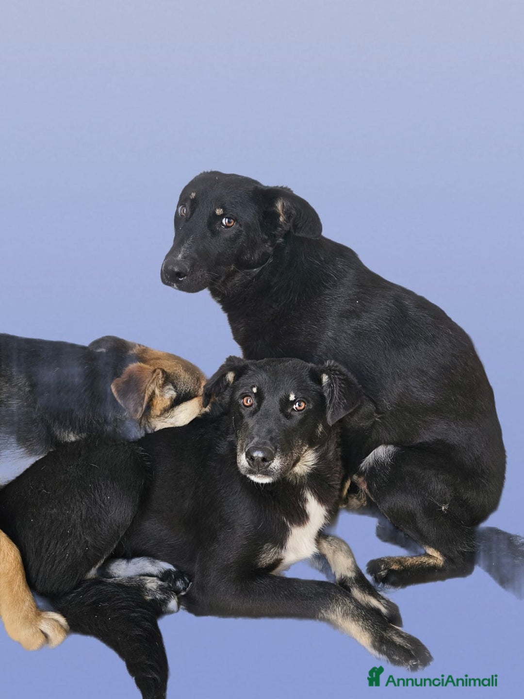 Meticcio cani in regalo: Luigi: timido, docile, socievole  a Città Metropolitana di Genova - Immagine 13