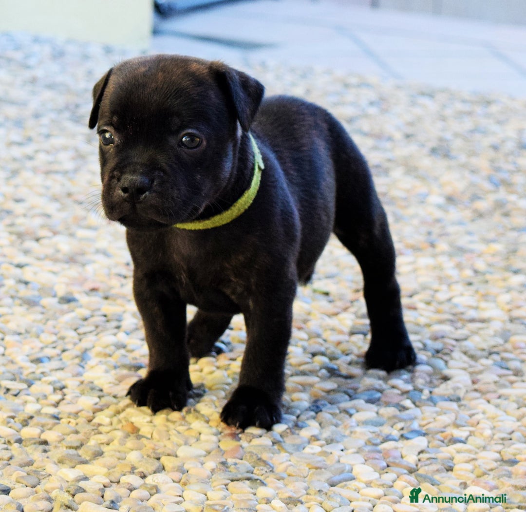 Staffordshire cani in vendita: CUCCIOLI DI STAFFORSHIRE BULL TERRIER  - Annuncio 4