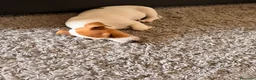 Jack Russell cani in vendita: Jack Russel di razza a Provincia di Vicenza - Annuncio 5