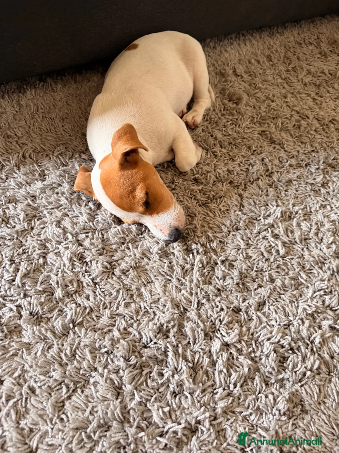 Jack Russell cani in vendita: Jack Russel di razza a Provincia di Vicenza - Annuncio 5