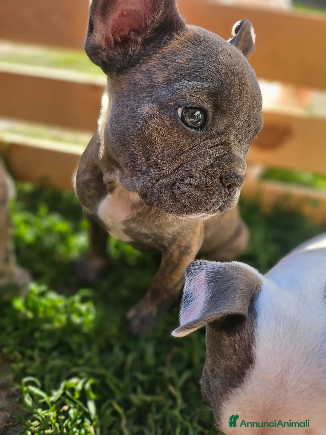 Bulldog Francese cani in vendita: Cuccioli Bulldog francese taglia mini a Provincia di Asti - Annuncio 5