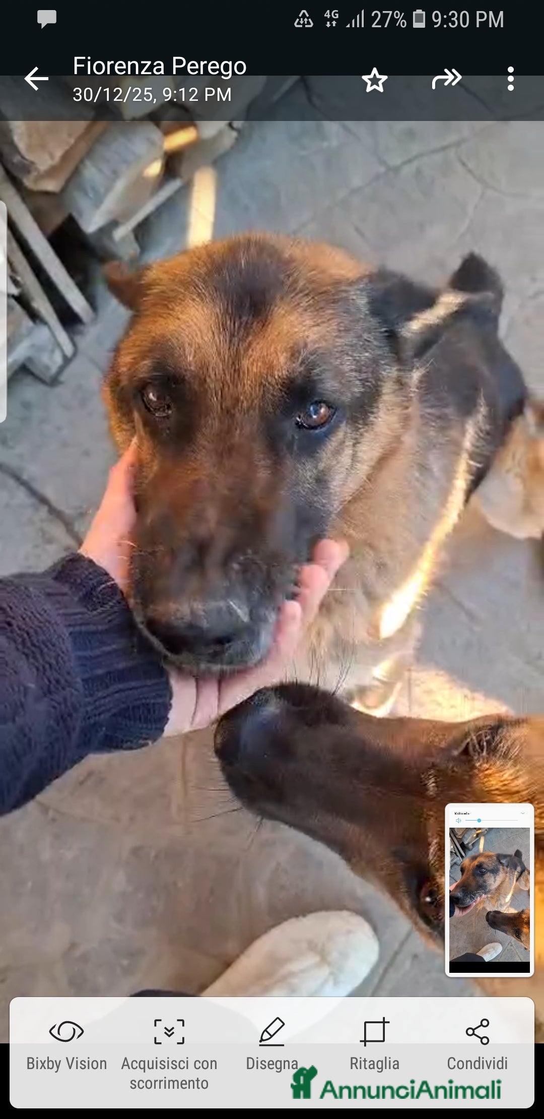 Pastore Tedesco cani ADOZ.DEL CUORE:REX,11 anni,aiuto x le sue cure - Annuncio 2