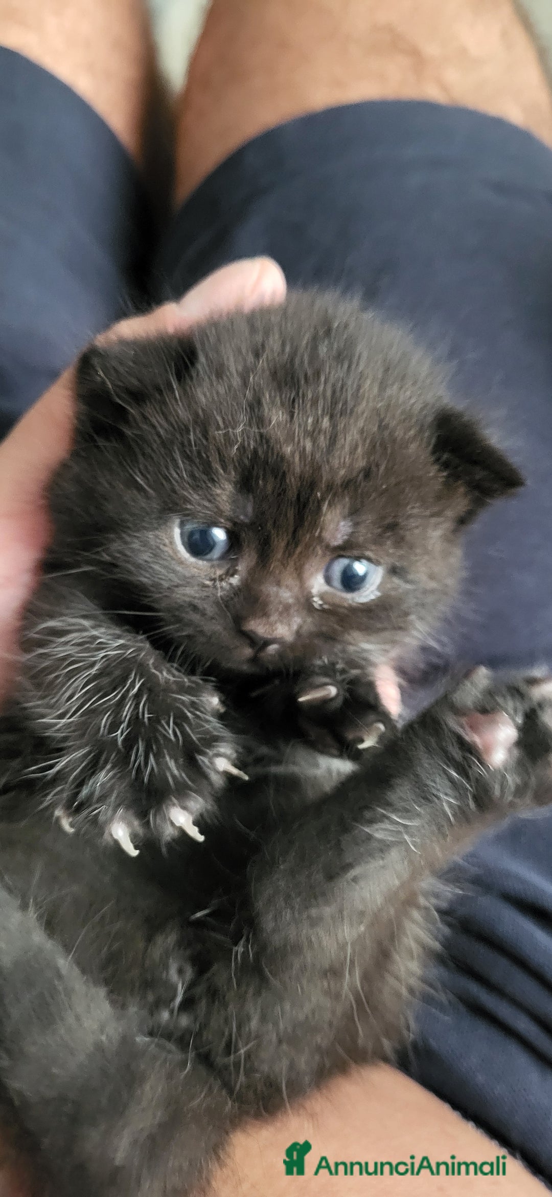 British gatti in vendita: 2 cuccioli british shorthair chocolate maschi a Città metropolitana di Milano - Immagine 4
