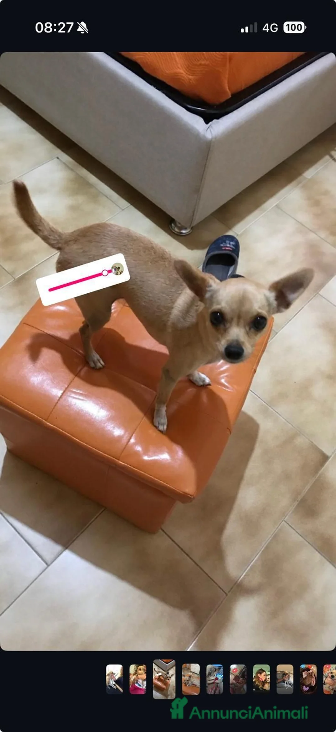 Chihuahua cani in regalo: Maya, Chihuahua in Canile a Rovigo - Annuncio 1