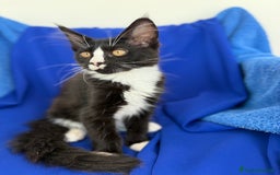 Maine Coon gatti in vendita: Cucciola Maine coon da compagnia disponibile  a Provincia di Novara - Immagine 3