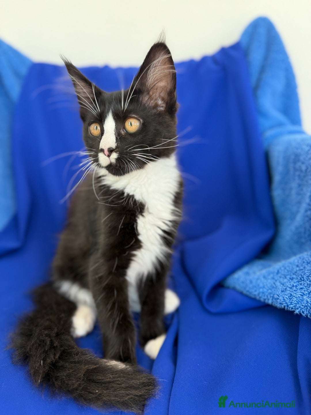 Maine Coon gatti in vendita: Cucciola Maine coon da compagnia disponibile  a Provincia di Novara - Immagine 3