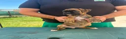 Boxer cani in vendita: Cuccioli di boxer - Annuncio 21