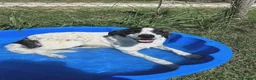 Meticcio cani in regalo: Fatima, cucciola strepitosa cera famiglia - Annuncio 5