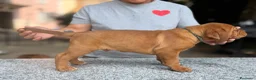 Dogue de Bordeaux cani in vendita: Dogue de Bordeaux  a Provincia del Verbano-Cusio-Ossola - Annuncio 3