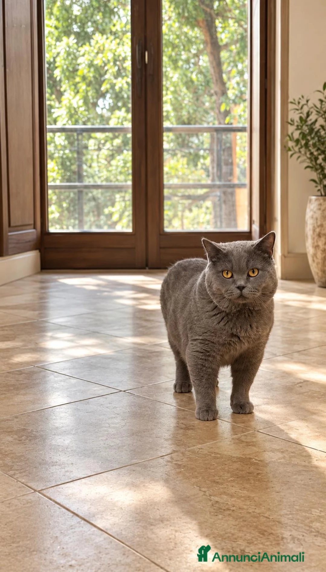 British gatti per accoppiamento: British short hair blu  - Annuncio 6